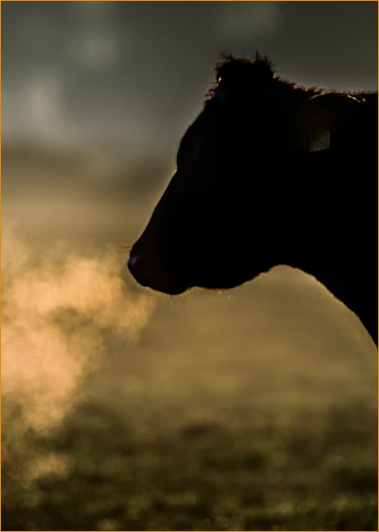 Marbled Wagyu beef cut