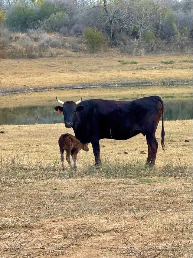 Wagyu cattle with calf on Texas grassland